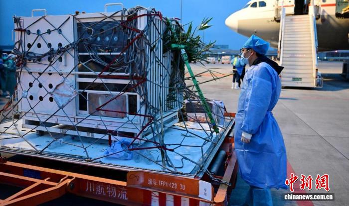 旅比大熊猫“好好”提前回国 接受系统医疗支持